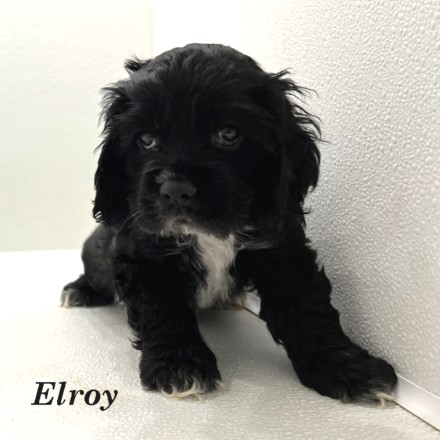 puppy, for, sale, Cocker Spaniel, Joe & Cherri  Overlease, dog, breeder, Miller, MO, dog-breeder, puppy-for-sale, forsale, nearby, find, puppyfind, locator, puppylocator, aca